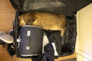 Illustration de l'article : 17 photos de chats et de chiens qui investissent vos bagages pour partir en vacances