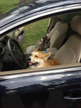 Illustration de l'article : 17 photos de chats et de chiens qui investissent vos bagages pour partir en vacances