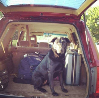 Illustration de l'article : 17 photos de chats et de chiens qui investissent vos bagages pour partir en vacances