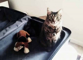 Illustration de l'article : 17 photos de chats et de chiens qui investissent vos bagages pour partir en vacances