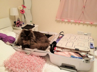 Illustration de l'article : 17 photos de chats et de chiens qui investissent vos bagages pour partir en vacances