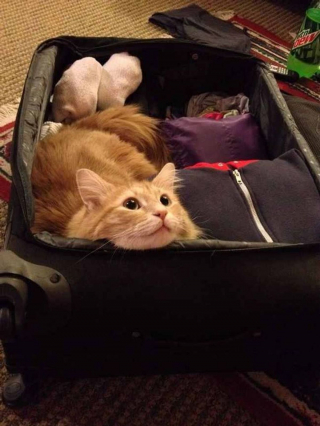 Illustration de l'article : 17 photos de chats et de chiens qui investissent vos bagages pour partir en vacances