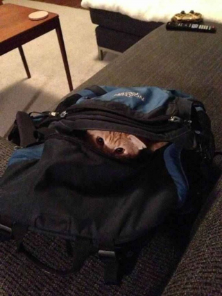 Illustration de l'article : 17 photos de chats et de chiens qui investissent vos bagages pour partir en vacances