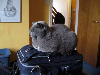Illustration de l'article : 17 photos de chats et de chiens qui investissent vos bagages pour partir en vacances