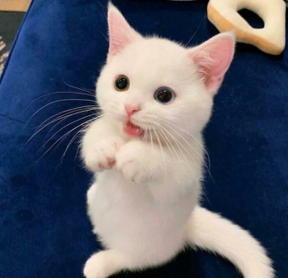 Illustration de l'article : 20 photos de chats dont le charme unique les rend irremplaçables