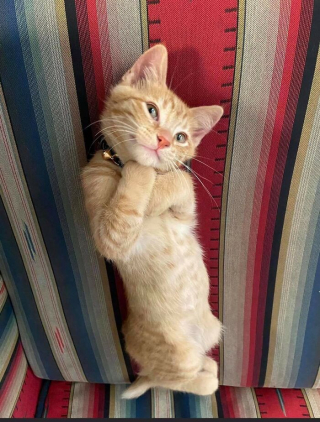 Illustration de l'article : 20 photos de chats dont le charme unique les rend irremplaçables