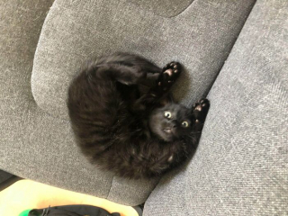 Illustration de l'article : 20 photos de chats dont le charme unique les rend irremplaçables