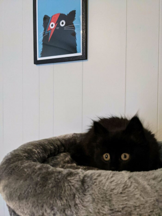 Illustration de l'article : 20 photos de chats dont le charme unique les rend irremplaçables