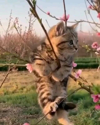 Illustration de l'article : 20 photos de chats dont le charme unique les rend irremplaçables