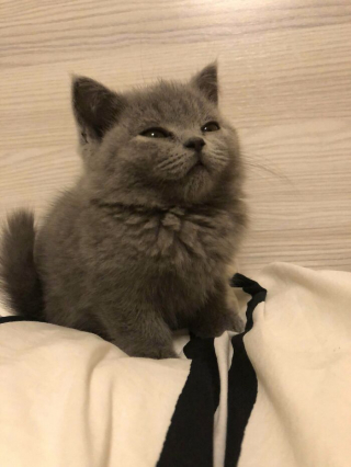 Illustration de l'article : 20 photos de chats dont le charme unique les rend irremplaçables