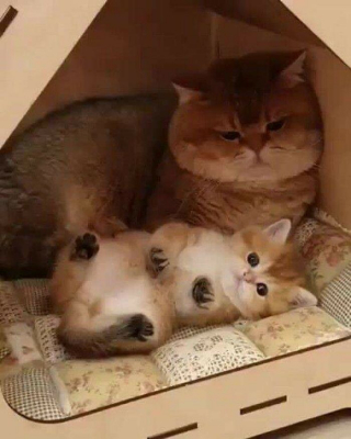 Illustration de l'article : 20 photos de chats dont le charme unique les rend irremplaçables