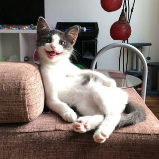 Illustration de l'article : 20 photos de chats dont le charme unique les rend irremplaçables