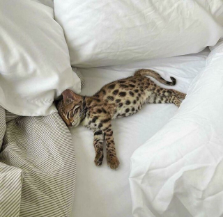 Illustration de l'article : 20 photos de chats dont le charme unique les rend irremplaçables