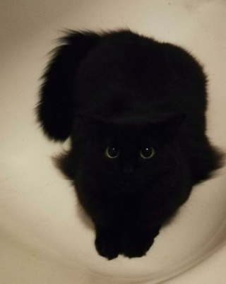 Illustration de l'article : 20 photos de chats dont le charme unique les rend irremplaçables