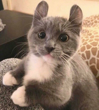 Illustration de l'article : 20 photos de chats dont le charme unique les rend irremplaçables