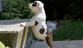 Illustration de l'article : 10 photos de chiots pour lesquels la montée des escaliers représente leur première grande épreuve !
