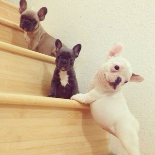 Illustration de l'article : 10 photos de chiots pour lesquels la montée des escaliers représente leur première grande épreuve !