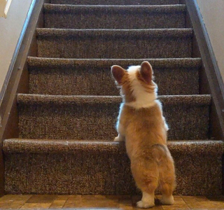 Illustration de l'article : 10 photos de chiots pour lesquels la montée des escaliers représente leur première grande épreuve !