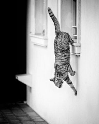 Illustration de l'article : 20 chats dont le talent d’équilibriste n'est plus à prouver