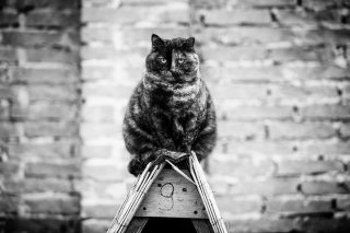 Illustration de l'article : 20 chats dont le talent d’équilibriste n'est plus à prouver