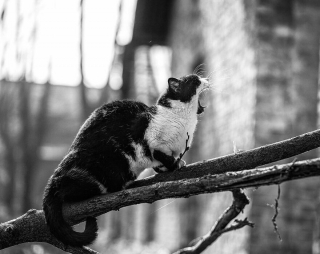 Illustration de l'article : 20 chats dont le talent d’équilibriste n'est plus à prouver