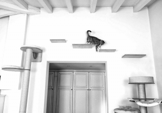 Illustration de l'article : 20 chats dont le talent d’équilibriste n'est plus à prouver