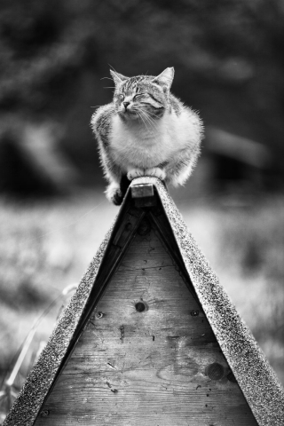 Illustration de l'article : 20 chats dont le talent d’équilibriste n'est plus à prouver