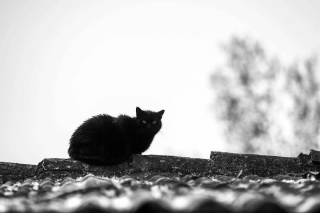 Illustration de l'article : 20 chats dont le talent d’équilibriste n'est plus à prouver