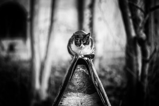 Illustration de l'article : 20 chats dont le talent d’équilibriste n'est plus à prouver