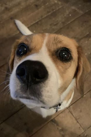 Illustration de l'article : Promis au marché de la viande en Corée du Sud, ce petit Beagle profite de sa nouvelle vie !