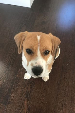 Illustration de l'article : Promis au marché de la viande en Corée du Sud, ce petit Beagle profite de sa nouvelle vie !