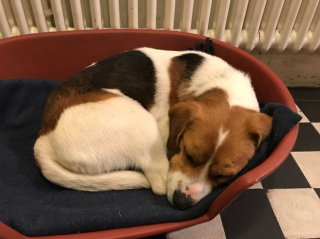 Illustration de l'article : Promis au marché de la viande en Corée du Sud, ce petit Beagle profite de sa nouvelle vie !