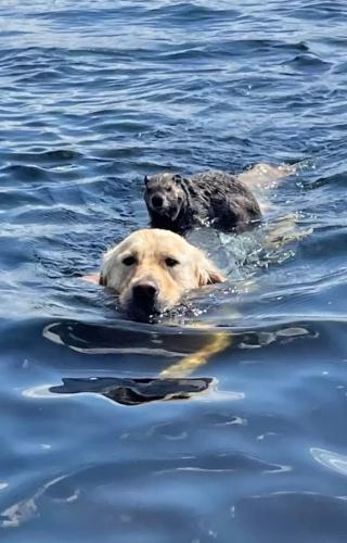 Illustration de l'article : Un Golden Retriever amoureux de natation partage un instant magique et étonnant avec une marmotte