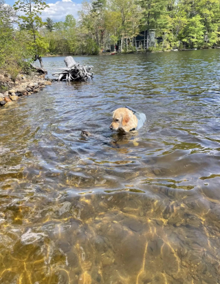 Illustration de l'article : Un Golden Retriever amoureux de natation partage un instant magique et étonnant avec une marmotte