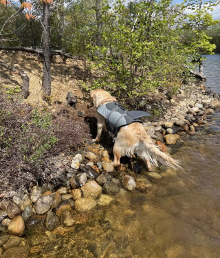 Illustration de l'article : Un Golden Retriever amoureux de natation partage un instant magique et étonnant avec une marmotte