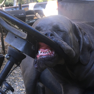 Illustration de l'article : 20 chiens qui ont décidé de faire la sieste coûte que coûte et peu importe l'environnement qui les entoure 