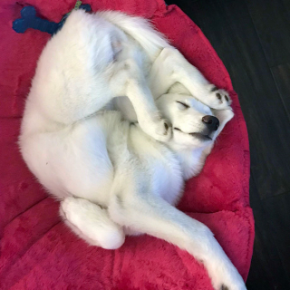 Illustration de l'article : 20 chiens qui ont décidé de faire la sieste coûte que coûte et peu importe l'environnement qui les entoure 