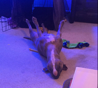 Illustration de l'article : 20 chiens qui ont décidé de faire la sieste coûte que coûte et peu importe l'environnement qui les entoure 