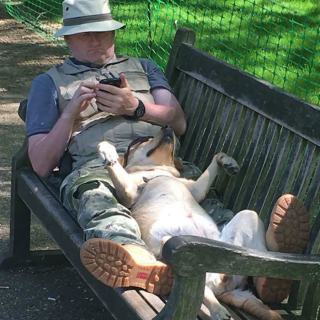 Illustration de l'article : 20 chiens qui ont décidé de faire la sieste coûte que coûte et peu importe l'environnement qui les entoure 