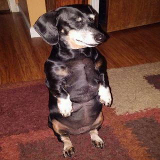 Illustration de l'article : 20 chiens qui ont décidé de faire la sieste coûte que coûte et peu importe l'environnement qui les entoure 