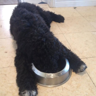 Illustration de l'article : 20 chiens qui ont décidé de faire la sieste coûte que coûte et peu importe l'environnement qui les entoure 