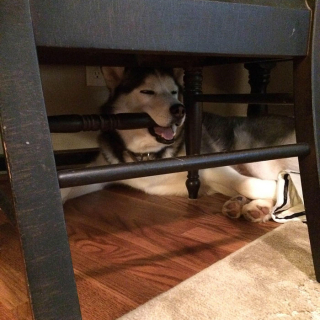 Illustration de l'article : 20 chiens qui ont décidé de faire la sieste coûte que coûte et peu importe l'environnement qui les entoure 