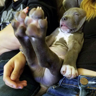 Illustration de l'article : 20 chiens qui ont décidé de faire la sieste coûte que coûte et peu importe l'environnement qui les entoure 