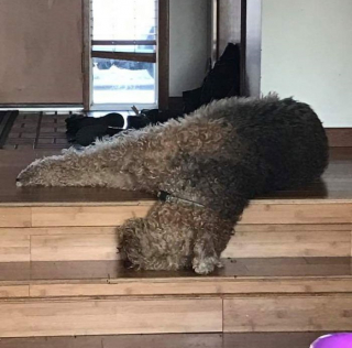 Illustration de l'article : 20 chiens qui ont décidé de faire la sieste coûte que coûte et peu importe l'environnement qui les entoure 