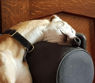 Illustration de l'article : 20 chiens qui ont décidé de faire la sieste coûte que coûte et peu importe l'environnement qui les entoure 