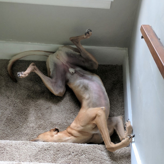 Illustration de l'article : 20 chiens qui ont décidé de faire la sieste coûte que coûte et peu importe l'environnement qui les entoure 