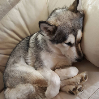 Illustration de l'article : 20 chiens qui ont décidé de faire la sieste coûte que coûte et peu importe l'environnement qui les entoure 