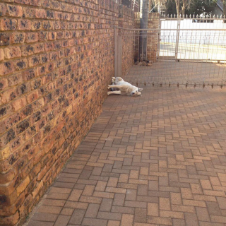 Illustration de l'article : 20 chiens qui ont décidé de faire la sieste coûte que coûte et peu importe l'environnement qui les entoure 