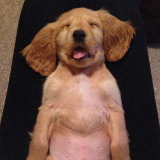 Illustration de l'article : 20 chiens qui ont décidé de faire la sieste coûte que coûte et peu importe l'environnement qui les entoure 