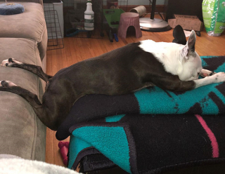 Illustration de l'article : 20 chiens qui ont décidé de faire la sieste coûte que coûte et peu importe l'environnement qui les entoure 